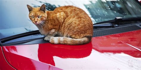 What To Pack When Youre Traveling With Cats By Car Catster