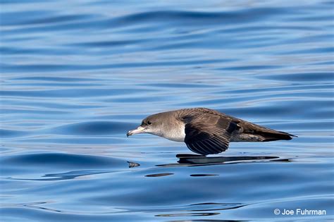 Pink Footed Shearwater Joe Fuhrman Photography