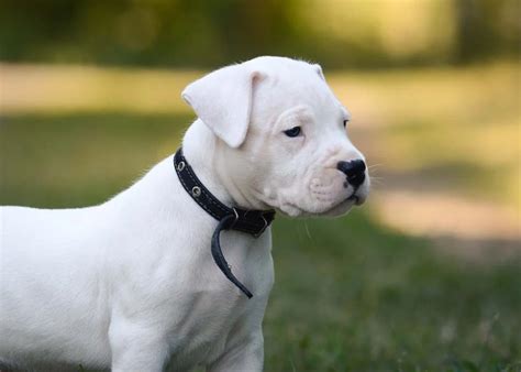 Dogo Argentino Tudo Sobre Essa Raça De Cachorro Grande