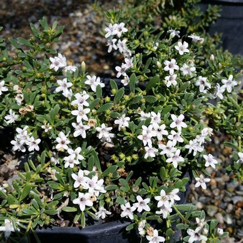 Myoporum parvifolium 'White' - Australian Racer - Mid Valley Trees