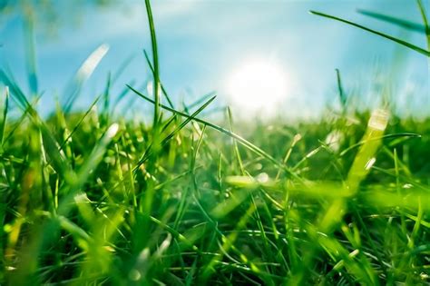 Hierba Fresca Y Cielo Azul Soleado En Un Campo Verde Al Amanecer