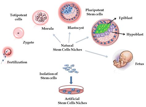 De Differentiation Of Somatic Cells To A Pluripotent State Intechopen