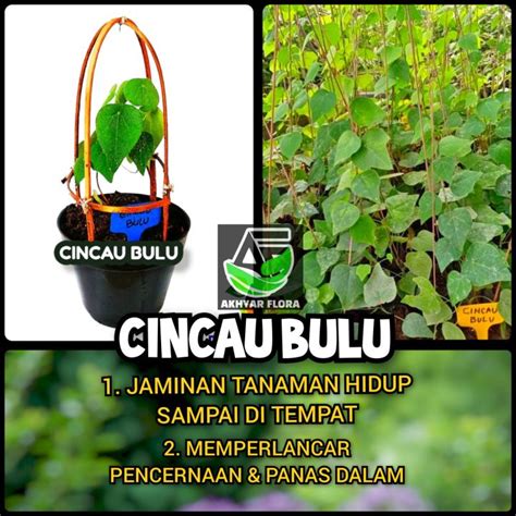 Bibit Tanaman Cincau Bulu Tanaman Herbal Daun Cincau Bulu Tawulu Pohon