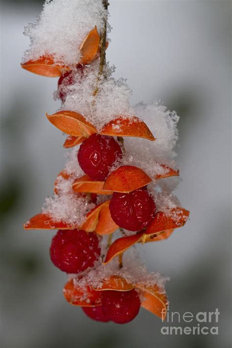 Bittersweet Berries Photograph by Kenneth M. Highfill - Fine Art America