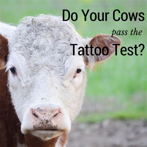 Do Your Cows Pass The Tattoo Test 4 Wiley Farm