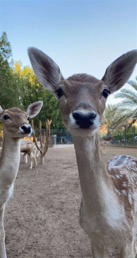 Two Deer Standing Next To Each Other On A Dirt Field