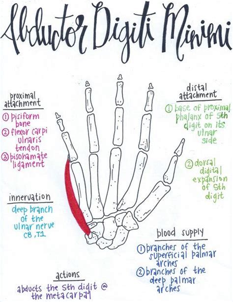 Abductor Digiti Minimi Muscle Anatomy Human Anatomy And Physiology Massage Therapy