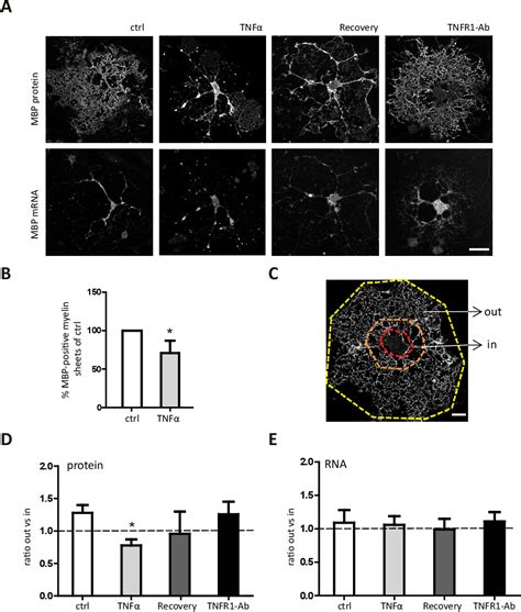 Figure 2 From Tnfα Induces Actin Cytoskeletal Rearrangements In Mature