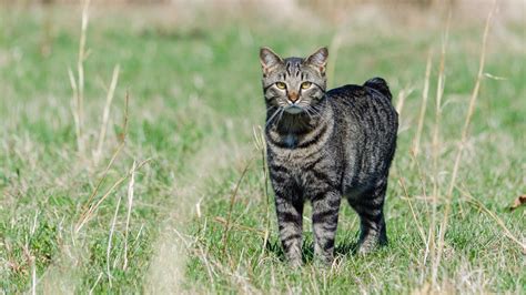 Manx vs American Bobtail - Breed Comparison | MyCatBreeds