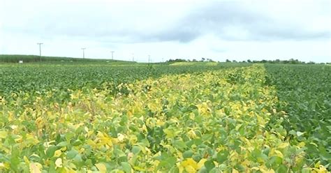 G Rea Plantada Aumenta E Regi O Norte Se Destaca Na Produ O