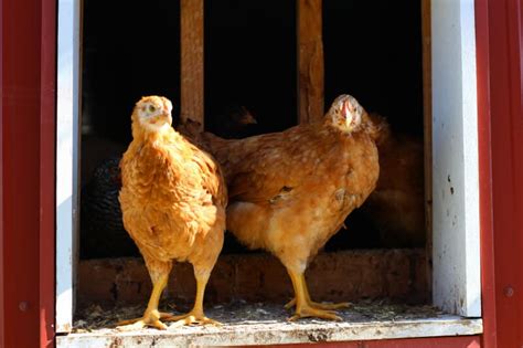 Homemade Chicken Feed Recipe • The Prairie Homestead