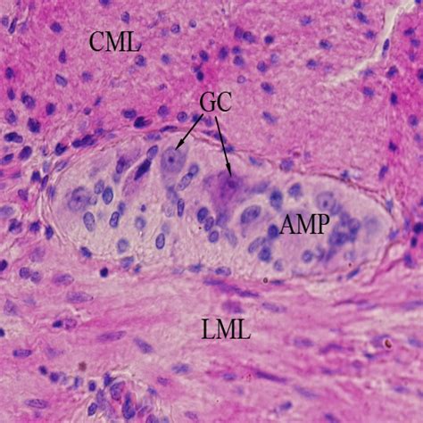 VMS Histology Atlas - Digestive Tract - Small Intestine - Auerbach's ...