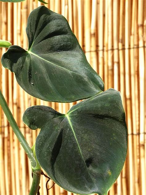 Philodendron Lupinum Corrugated Leaf Plant in 2x2x7″ pot | Philodendron ...