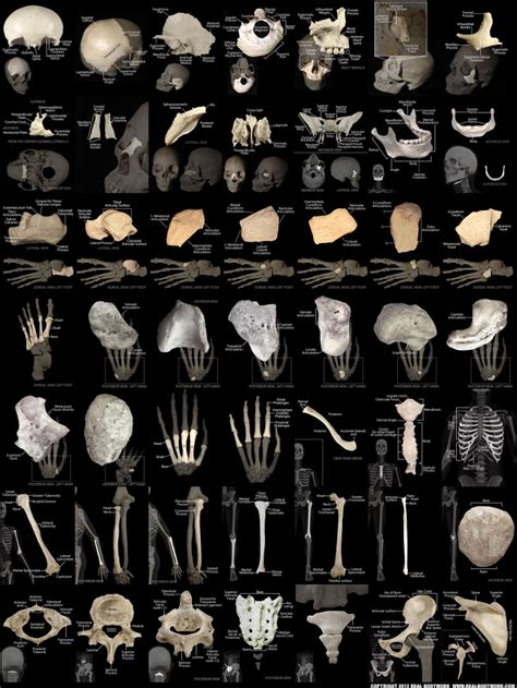 Anatomy Of The Human Body Bones