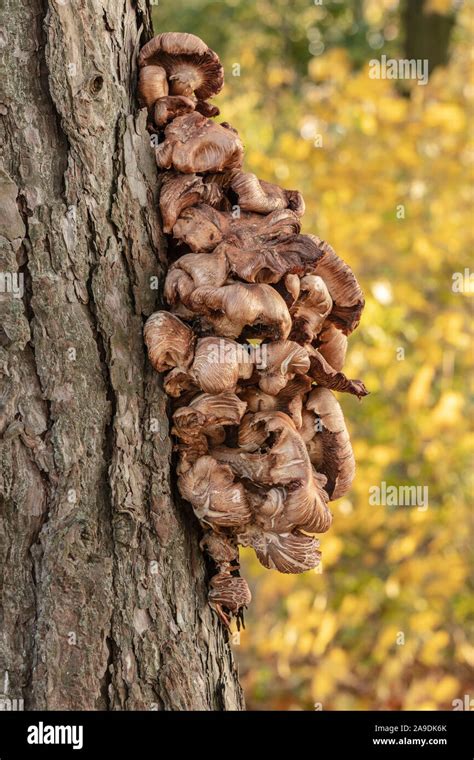 Humongous Fungus Armillaria Ostoyae Stock Photo Alamy