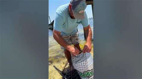 Catching Blue Crabs For Bait Youtube