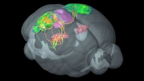 Fueling Discovery Allen Mouse Brain Connectivity Atlas Youtube