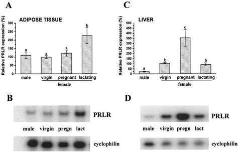 Measurements Of L Prlr Mrna Expression In Adipose Tissue A And B And