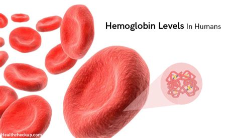 What Hemoglobin Level Is Normal?