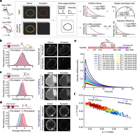 FLIMFRET Measurements Of The NUP98 FG Domain Inside The NPC A