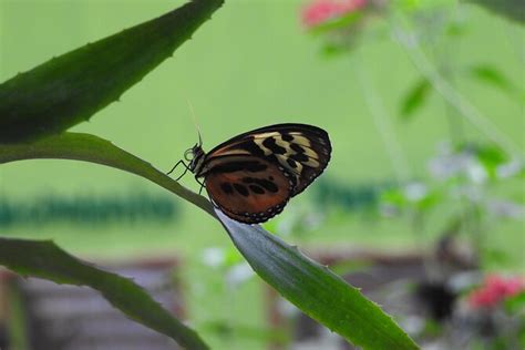 Mindo Cloud Forest Private Day Tour From Quito Hiking Birding Waterfalls