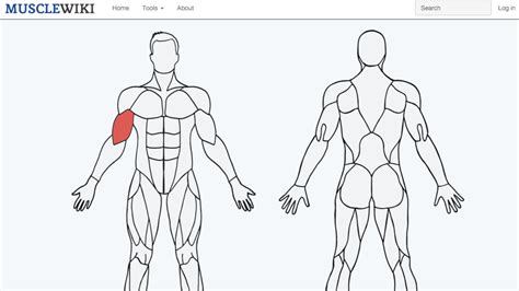 MuscleWiki Helps You Discover New Exercises For Specific Muscle Groups