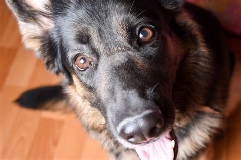 Pourquoi Mon Chien Est Il Si Affectueux Le Matin Chienino