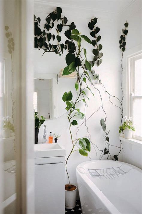 Bring Climbing Vines Indoor And Make Your Home Look Like A Green Jungle