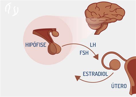O Que É Lh Hormonio Luteinizante