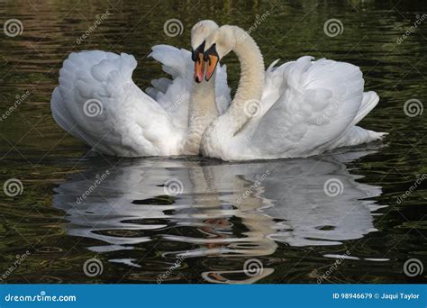 A White Swan Couple Stock Image Image Of Close Love 98946679