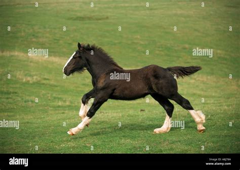 Shire Horse - foal on meadow Stock Photo - Alamy