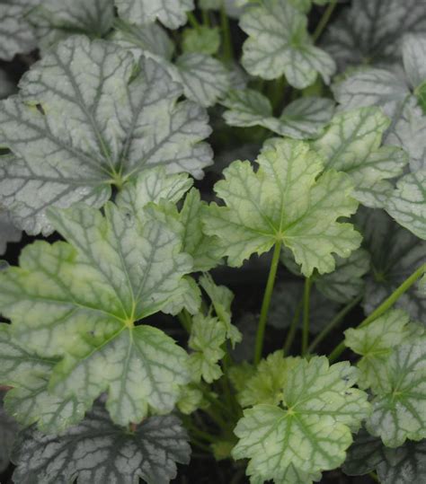 Heuchera x City™ 'Paris' Paris Coral Bells from Prides Corner Farms