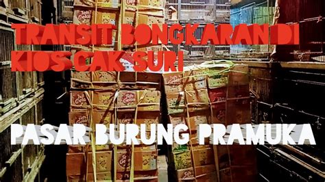 Transit Bongkaran Di Kios Cak Suri Pasar Burung Pramuka YouTube