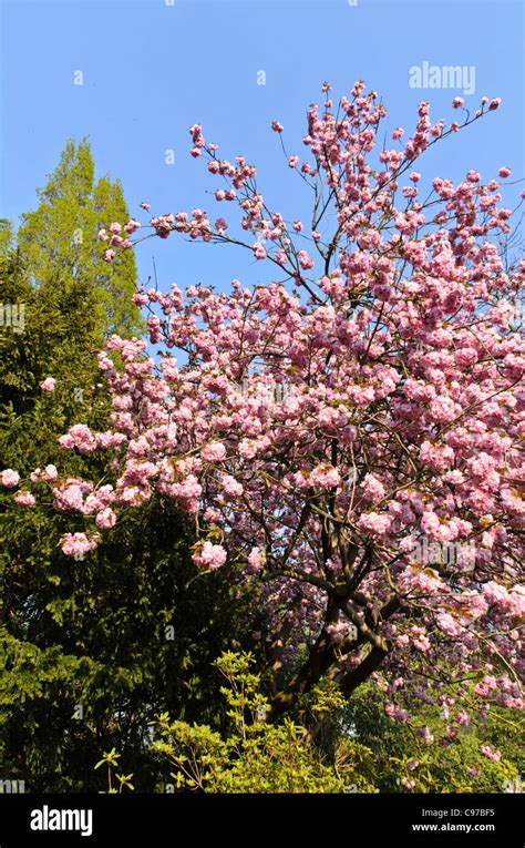 Oriental Cherry Prunus Serrulata Kanzan Banque De Photographies Et D