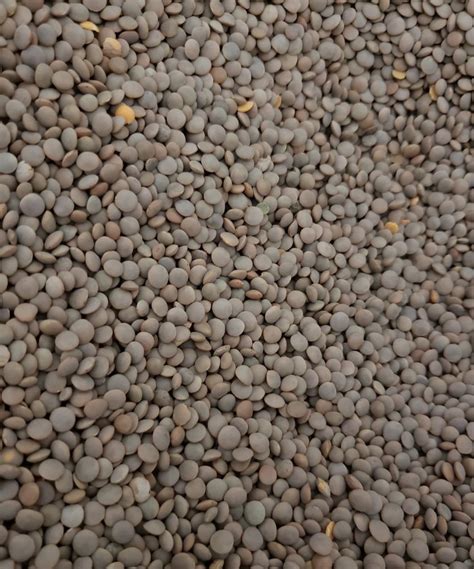 Black Sabut Masoor Dal High In Protein Packaging Size Kg At Rs