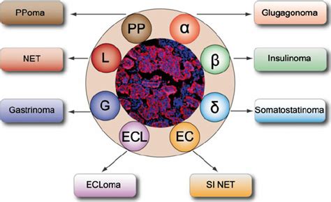 Neuroendocrine Cell Types And Tumors Individual Neuroendocrine Cells