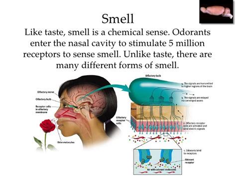 Sense of smell – Hilltop Workshops, PMA