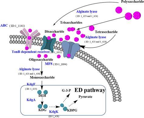 Frontiers Toward Understanding The Alginate Catabolism In