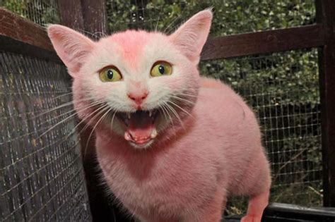 See the cat with fur dyed pink that was heartlessly thrown over a ...