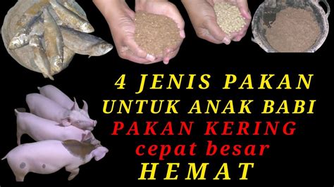 Jenis Pakan Untuk Anak Babi Bungkil Sawit Dedak Padi Air Ikan