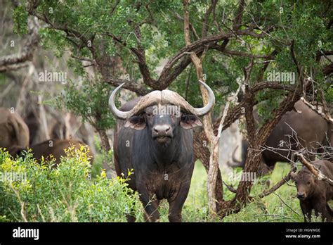 Cape buffalo bull hi-res stock photography and images - Alamy