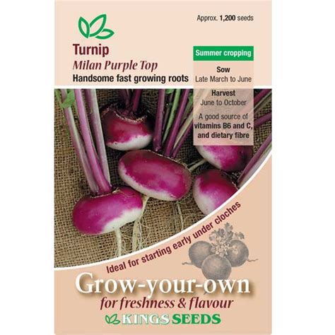 Milan Purple Top Turnip Seeds Kings Seeds