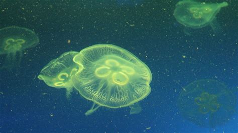 Jellyfish Screensaver | Roku Guide