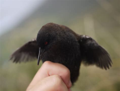 How Did the World's Smallest Flightless Bird Get to Inaccessible Island ...