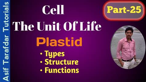 Cell The Unit Of Life Plastid Types Shapes Structure And Function Xi