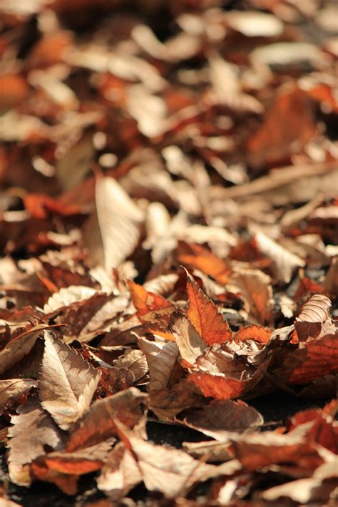 Images Gratuites Arbre La Nature Branche Plante Bois Feuille