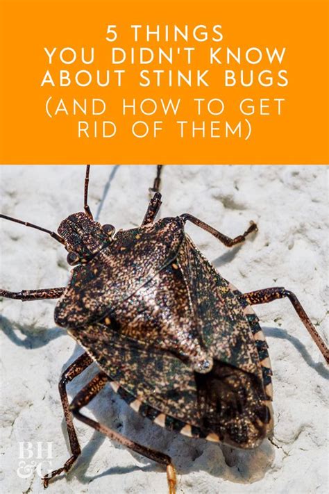 14 Ways To Get Rid Of Stink Bugs How To Make Your Home An Unfriendly Target Artofit