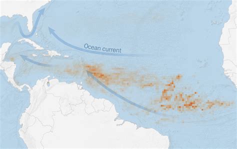 Those Seaweed Blobs Headed For Florida See How Big They Are The New York Times