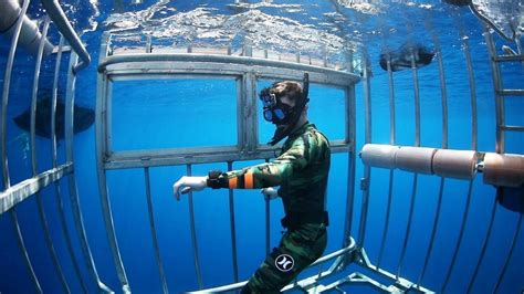 Swimming with Sharks Outside the Shark Cage – Hawaii | Swimmer's Daily