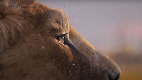 Mufasa The Lion King Trailer Interview Barry Jenkins On Casting Blue Ivy Carter Lin Manuel